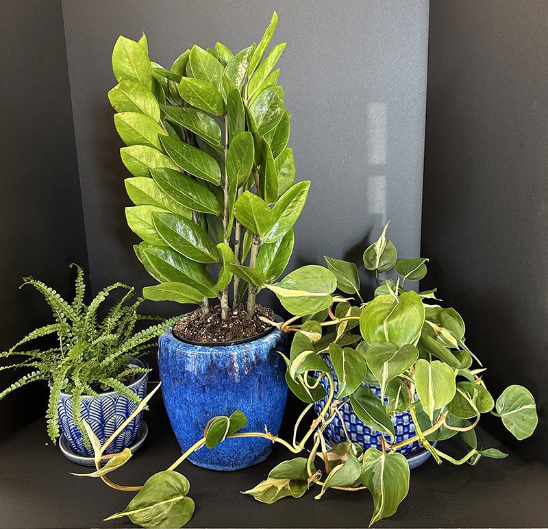 Fun With Houseplants - Hyannis Country Garden