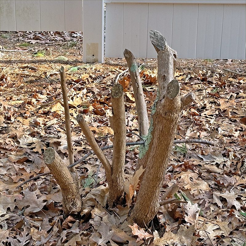 Rooted On Cape Cod ~ Eagle Pond - Hyannis Country Garden