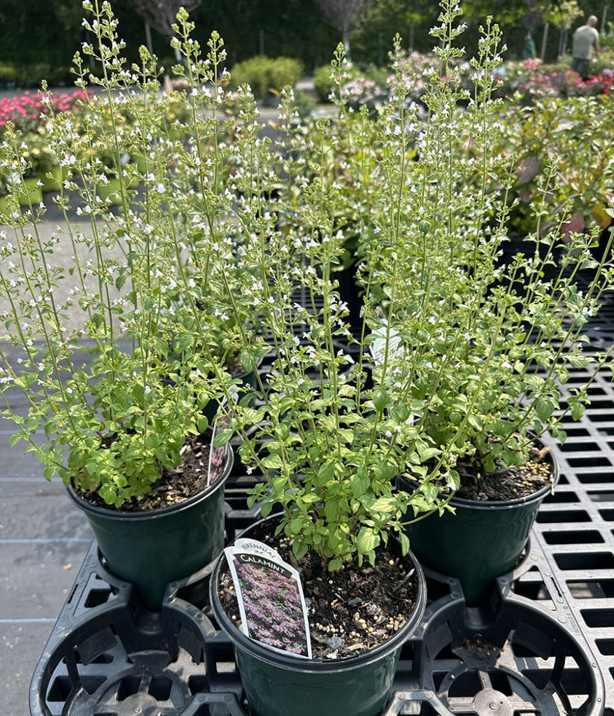 Is Your Perennial Garden Looking Too GREEN? - Hyannis Country Garden