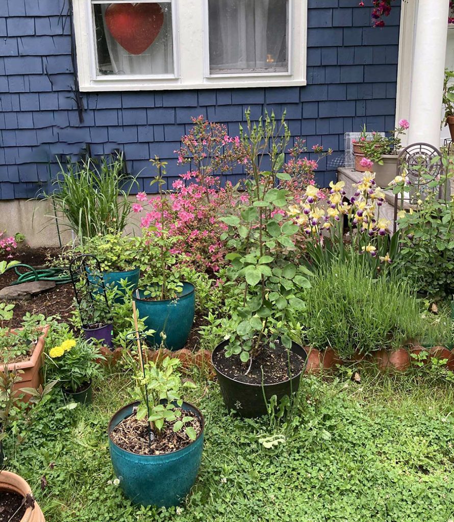 julia container garden