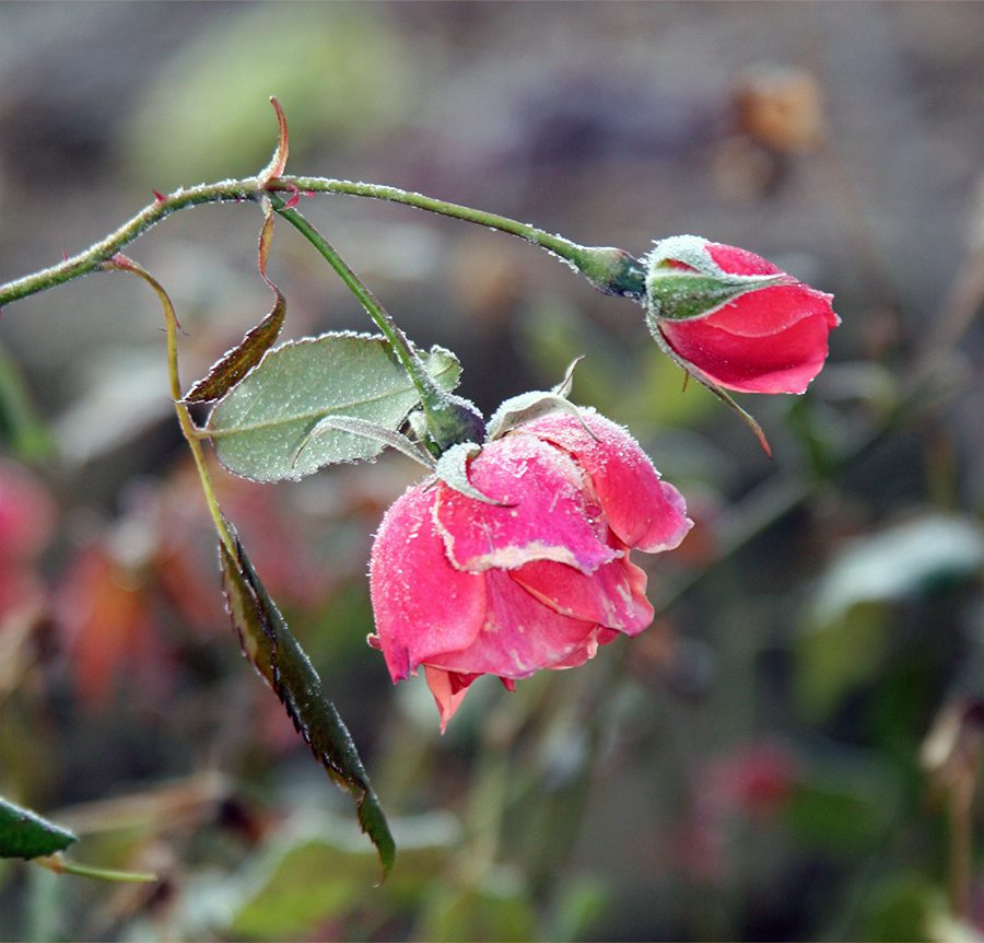 Roses tinged with frost are a common sight on the Cape in late November and early December.