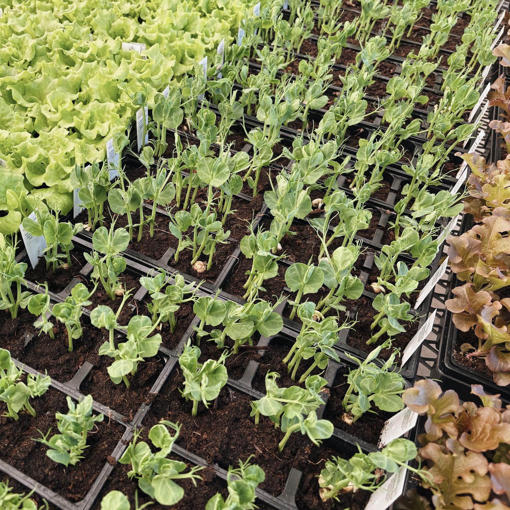 Processed with VSCO with a6 preset