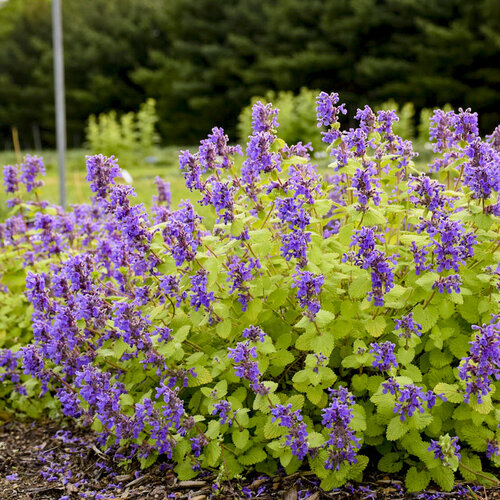 GetImage (1)