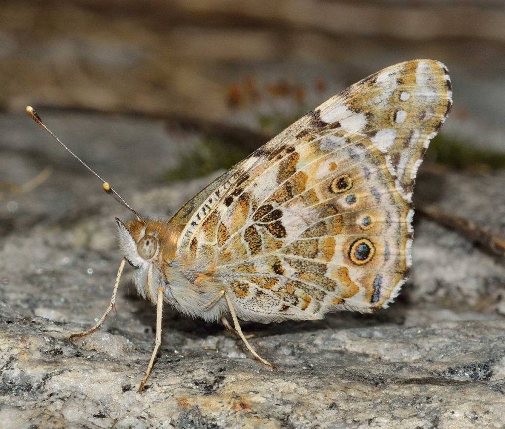 insects_lepidoptera_butterfly_macro-731290