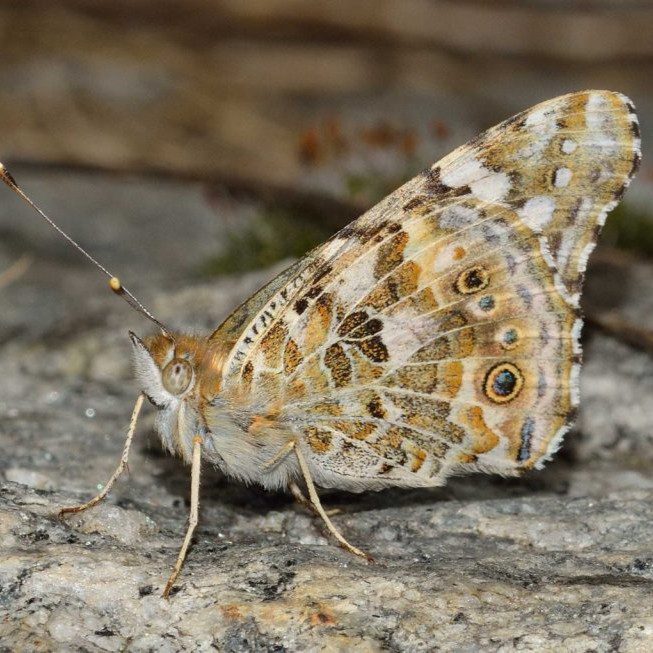insects_lepidoptera_butterfly_macro-731290-768x653